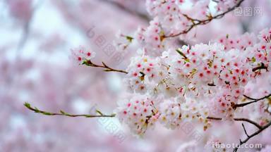 樱花韩国樱桃植物群